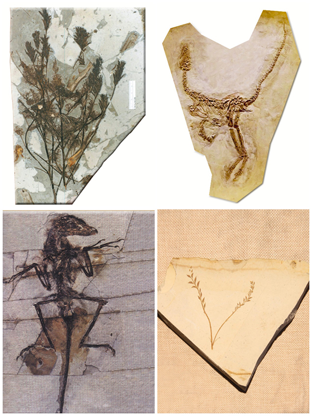 image003.jpg image003.jpg